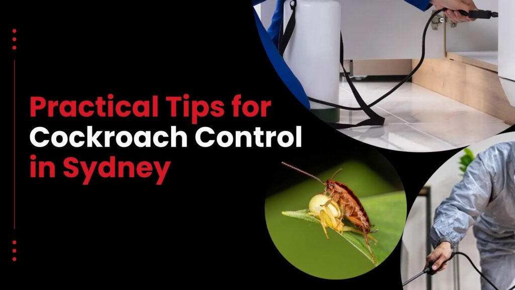 Effective Cockroach Control Tips for a Roach-Free Kitchen