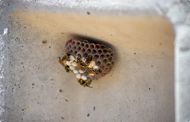 marrickville-bee