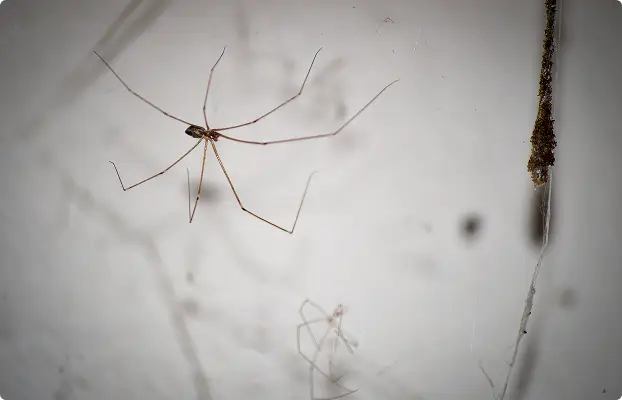 marrickville-spider