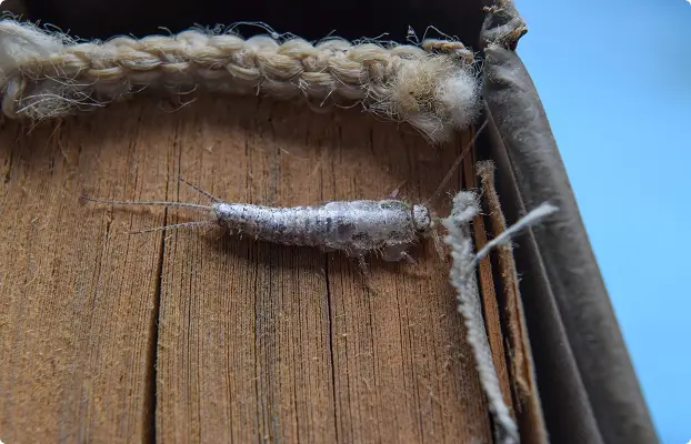 marrickvilles-silverfish