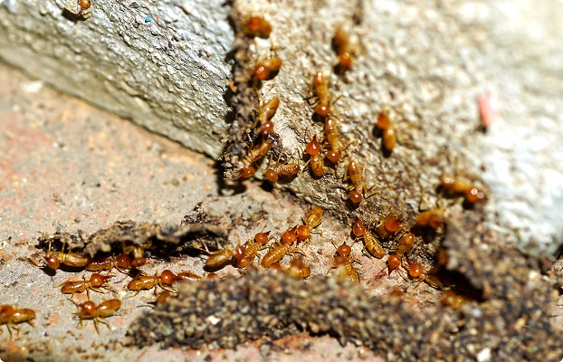 termite-pest-control